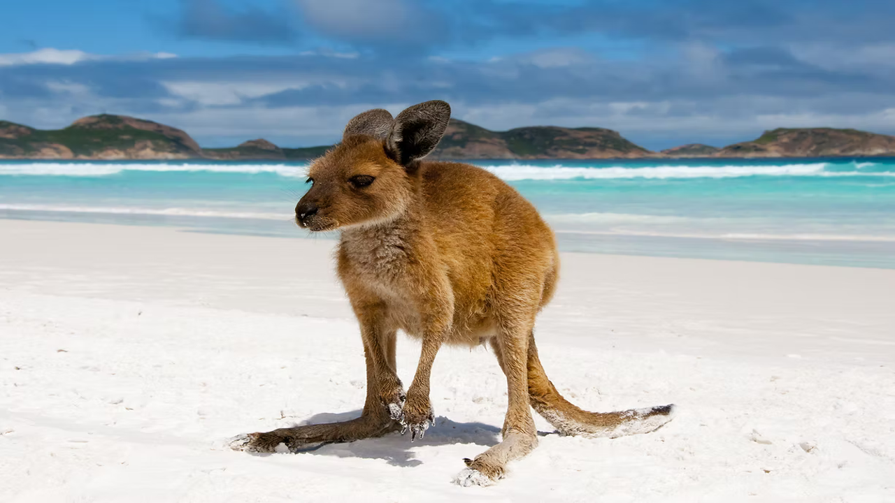 A lovely Wallaby after her early morning swim